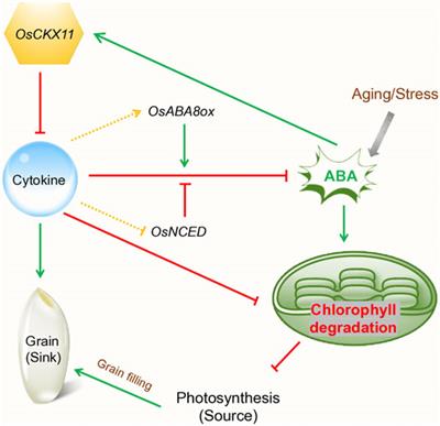 Chickpea Biofortification for Cytokinin Dehydrogenase via Genome Editing to Enhance Abiotic-Biotic Stress Tolerance and Food Security